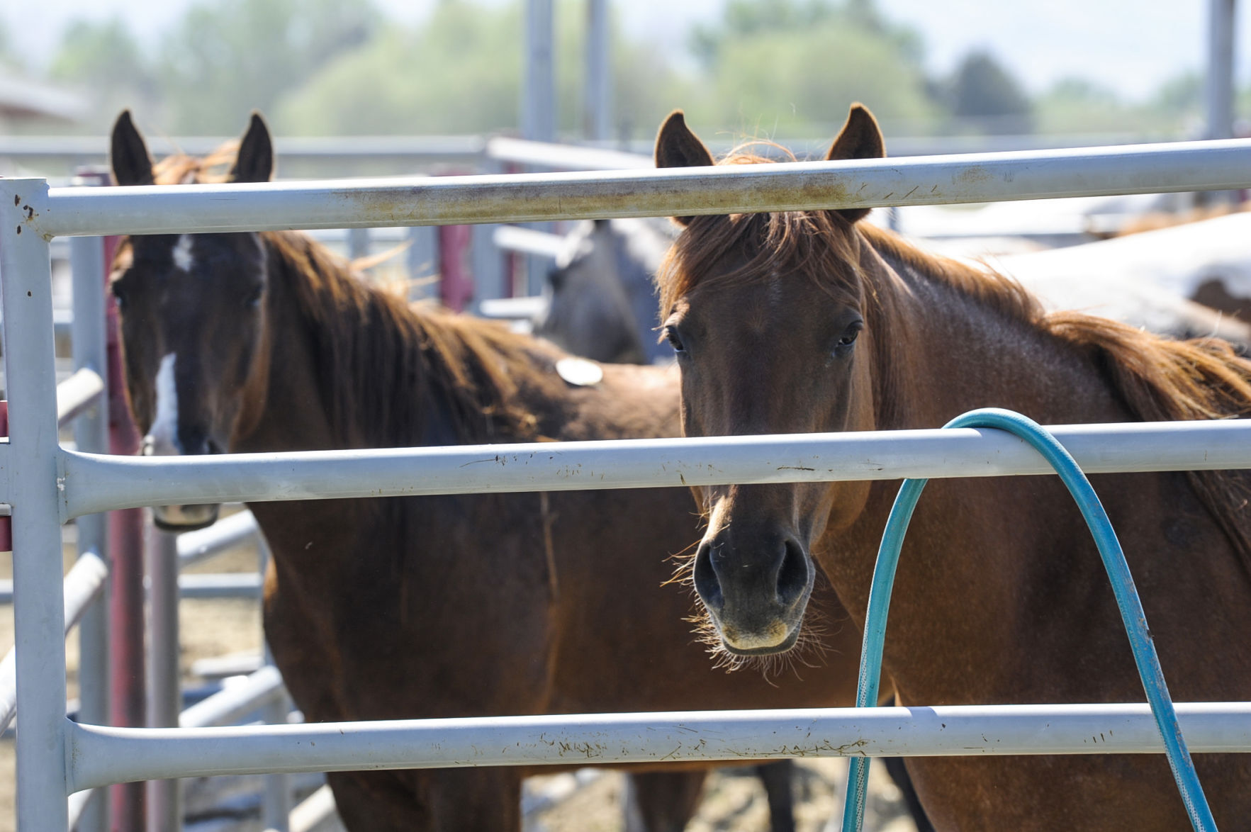 Seized Horses in Helena